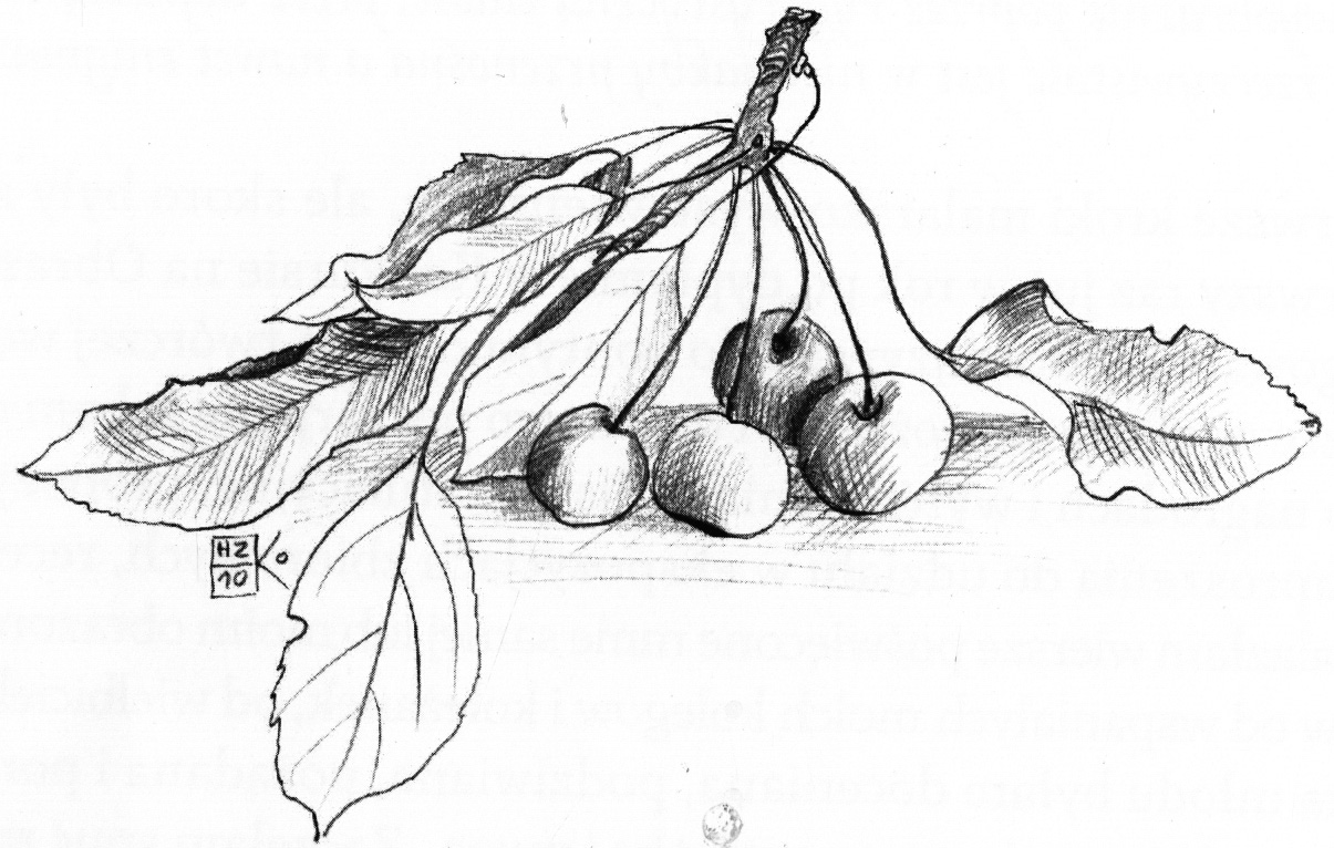 Gałązka z liśćmi i owocami wiśni