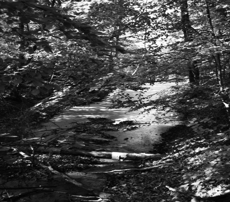 Strumyk płynący przez las.