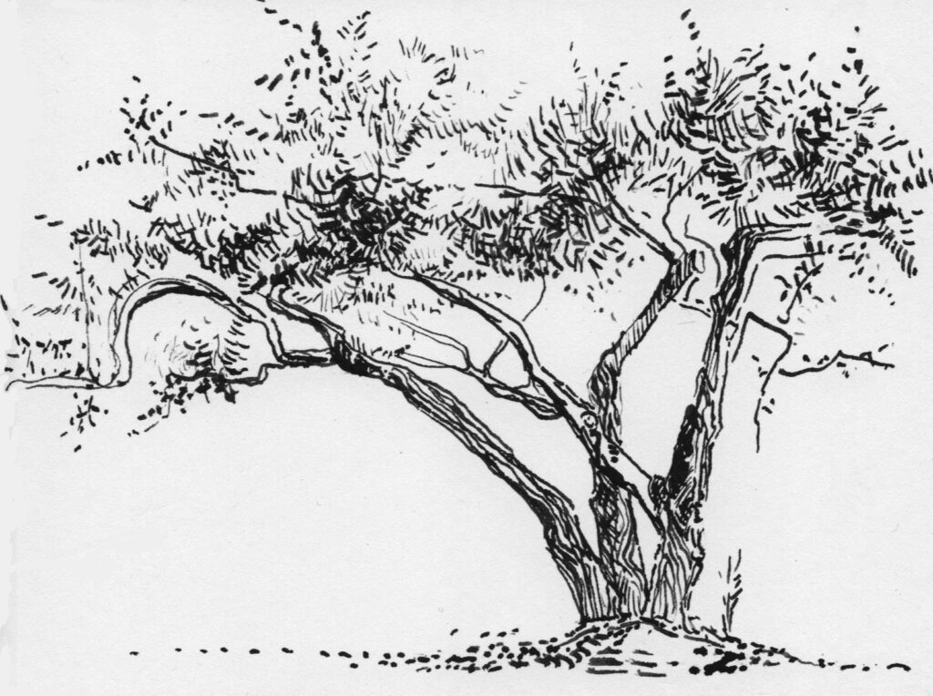 Szkic drzewa oliwnego. Jedna odnoga mocno odchyla się w bok. Ma drobne liście i rozłożystą koronę.