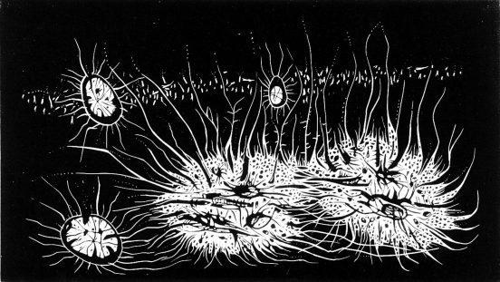 6 - skan_0010_szary